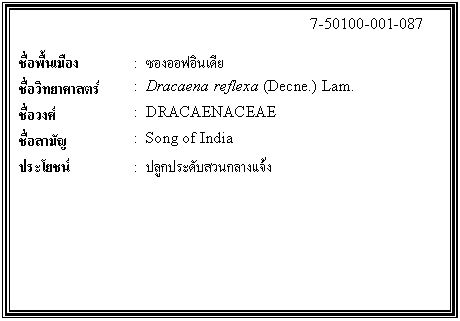 กล่องข้อความ: 7-50100-001-087 ชื่อพื้นเมือง : ซองออฟอินเดีย ชื่อวิทยาศาสตร์ : Dracaena reflexa (Decne.) Lam. ชื่อวงศ์ : DRACAENACEAE ชื่อสามัญ : Song of India ประโยชน์ : ปลูกประดับสวนกลางแจ้ง